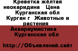 Креветка жёлтая неокаридина › Цена ­ 100 - Курганская обл., Курган г. Животные и растения » Аквариумистика   . Курганская обл.